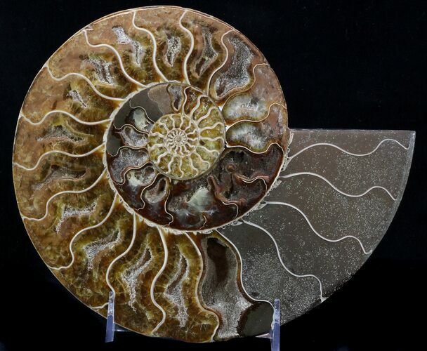 Cut Ammonite Fossil (Half) - Beautifully Agatized #58280